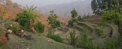 Increasing land abandonment in Aiddhungra village in Nepal's Dadeldhura district. Photo: Lipy Adhikari