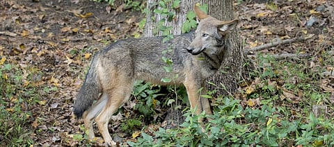 The changes in the US Endangered Species Act could mean the difference between existence and extinction for many species like the Red Wolf. Photo: Getty Images