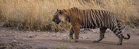 124 tigers poached every year for 18 years in Asia: Report