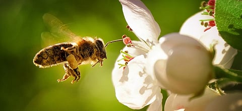 German scientists decode adhesive properties of pollen