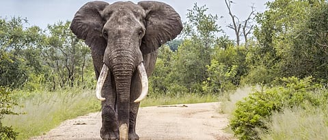 CITES CoP 2019: Resolution seeking closure of domestic ivory markets not adopted