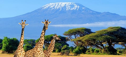 CITES CoP 2019: Giraffes accorded protection from trade for the first time