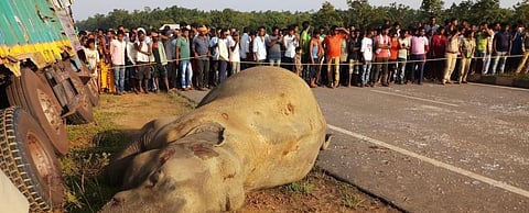 Elephants fall prey to Odisha mineral rush