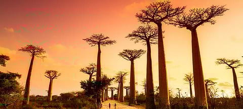 Plants are going extinct up to 350 times faster than the historical norm