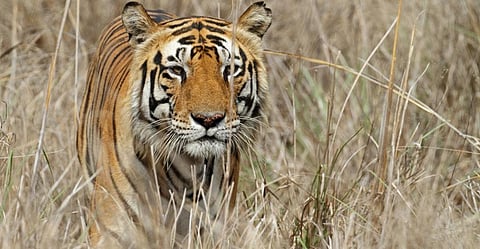 Bihar’s Valmiki Tiger Reserve to get more grassland cover