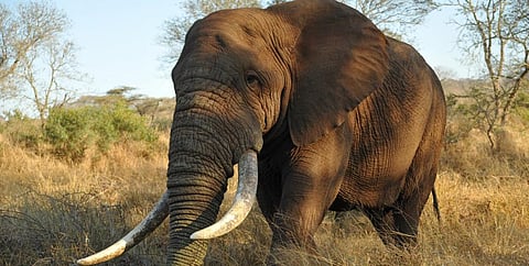 CITES CoP 2019: Proposals to resume sales of ivory stockpiles rejected