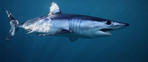 CITES CoP 2019: 18 endangered sharks and rays afforded protection