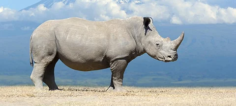 CITES CoP 2019: Eswatini’s request to trade in white rhino horn rejected