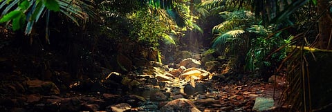 Goa’s private forests, a last defence against global warming