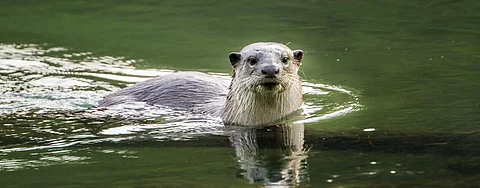 CITES CoP 2019: Otters given highest protection from trade
