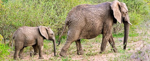 CITES CoP 2019: No more trade in African elephants