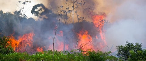 ‘The fight to save the Amazon is urgent as there is no Plan B’