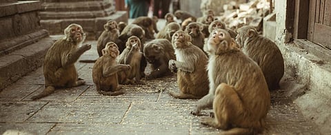 Himachal farmers now poisoning monkeys