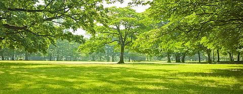 Trees likely to absorb CO2 only till 2100: Study