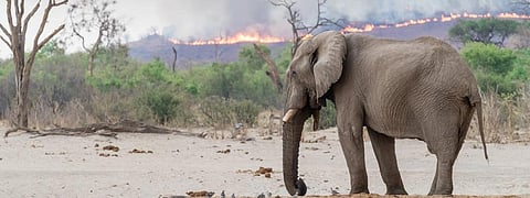 African grasslands are meant to burn – we can't let this distract from the Amazon fires