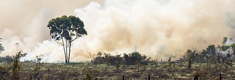 What an Indian environmentalist in Brazil has to say on the Amazon fires