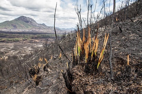 Plants can recover after being burned, so why might some species in the Amazon face local wipe out?