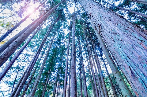 Holistic approach could be key to curb climate change: Experts