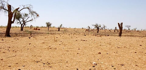 A view of the degraded land in Darfur, Africa. Photo: FAO