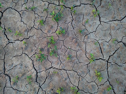 Commons are increasingly put in industrial or afforestation land banks. Photo: Getty Images