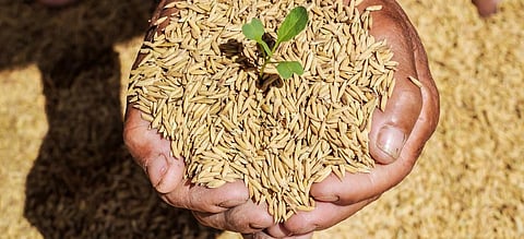 Why companies are lobbying to push for hybrid paddy seeds in India