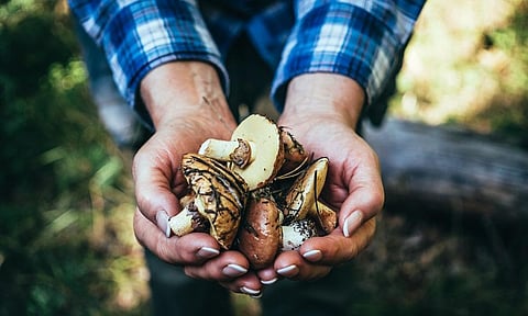 Mushrooms are known to have immense food value, medicinal flowers and are a good source of Vitamin D, proteins, minerals and anti-oxidants. Photo: Getty Images