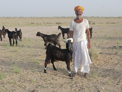 Desertification in India: A livestock keeper says how his stock has plummeted