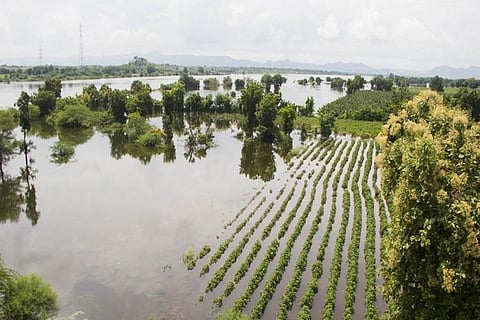 सरदार सरोवर बांध से बहकर आ रहा पानी खेतों में घुस गया है। Photo: Shatakshi Gawade