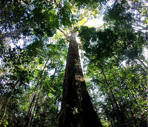 The Amazon’s tallest tree just got 50% taller – and scientists don’t know how