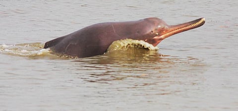 Patrolling ordered on the Ganga in Bihar to conserve its dolphins