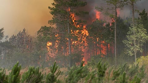 Amazon, the lungs of the planet, is ravaged by deforestation and wildfires, which is a significant driver of desertification. Photo: Getty Images
