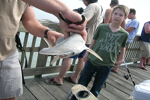 Photo: Creative commons