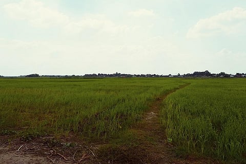 बिहार के सुपौल में लगी धान की फसल। फोटो: Umesh Kumar Ray