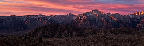 Trees that survived California’s drought give scientists hope for climate change