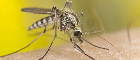 New strategies needed for elimination of malaria: Experts