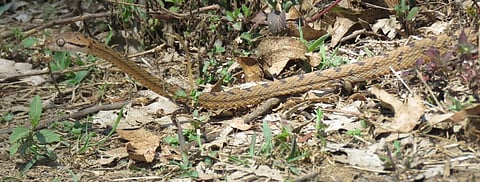 Global Eco Watch: Major ecological happenings of the week (September 23-30)