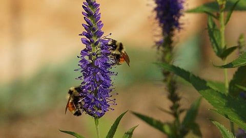 Most bee species globally, including in North America are declining due to anthropogenic activities. Photo: Heidi Selzler