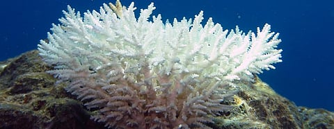 Coral bleaching influenced by location, other factors: Study