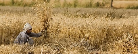 Researchers study behavioural aspect of farmer suicides