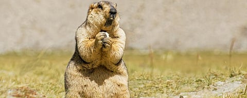 Wildlife corridors critical in protecting animals from climate change: Study