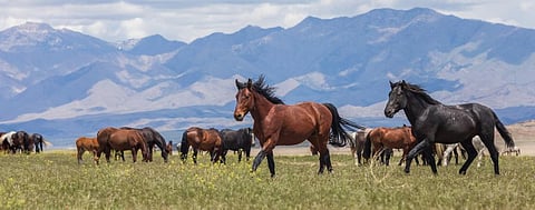 America’s cattle industry could obliterate its mustangs