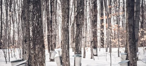 Global warming likely to affect maple syrup production by 2100: Study