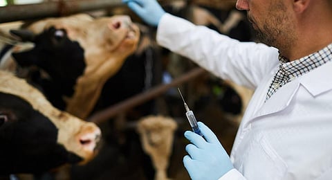 Antibiotic use in cows can affect soil health, increase CO2 emissions: Study