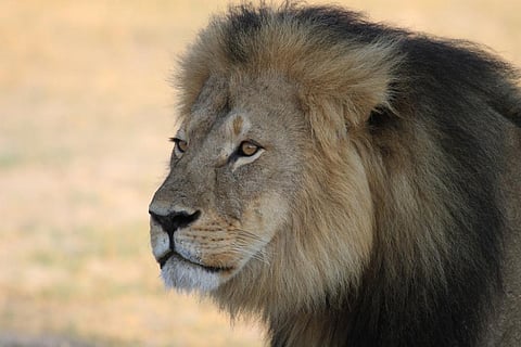 Trophy hunting – can it really be justified by ‘conservation benefits’?