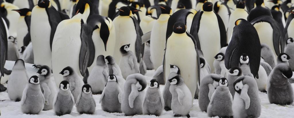 Change status of emperor penguins to ‘vulnerable’: Study