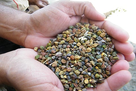 Photo: Kundan Pandey