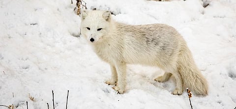Arctic Fox. Photo: Getty Images