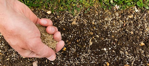 Global seed market crossed $45 billion in 2018: Report