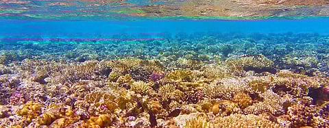 Great Barrier Reef authority sees 'vibrant future' ahead