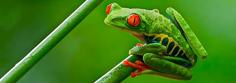 Global pet trade in amphibians is bigger than we thought